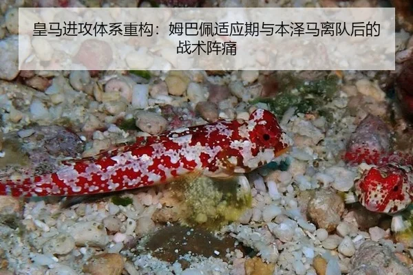 皇马进攻体系重构：姆巴佩适应期与本泽马离队后的战术阵痛
